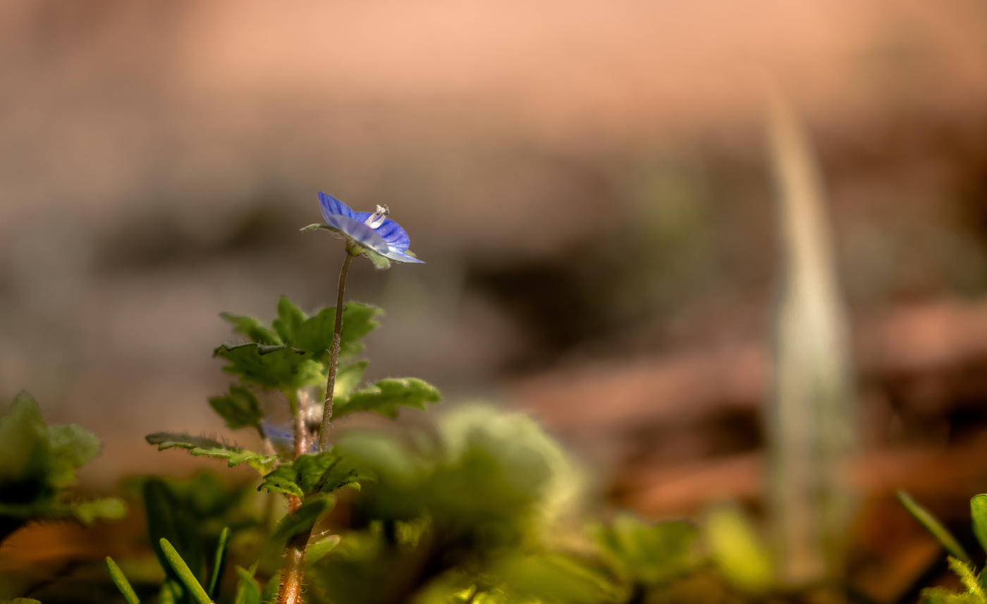 В вечернем свете...