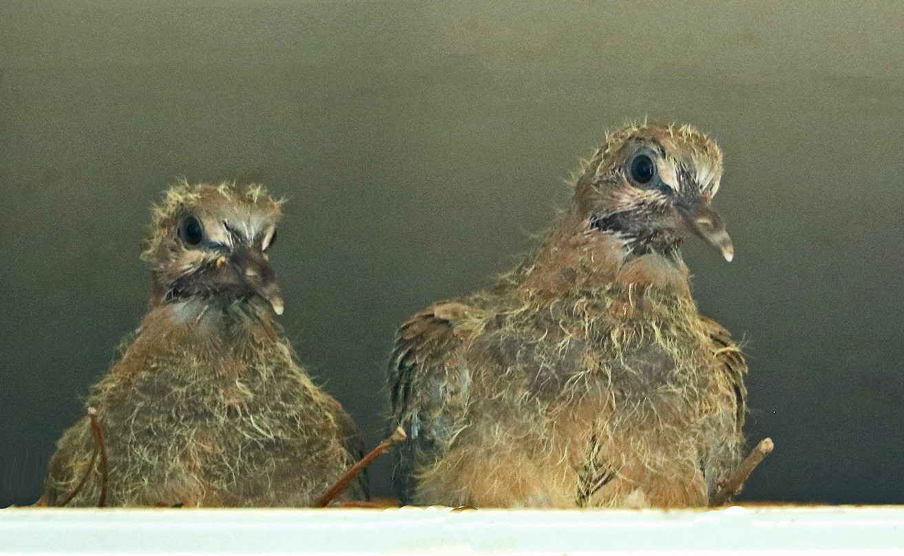 Соседи по коммуналке