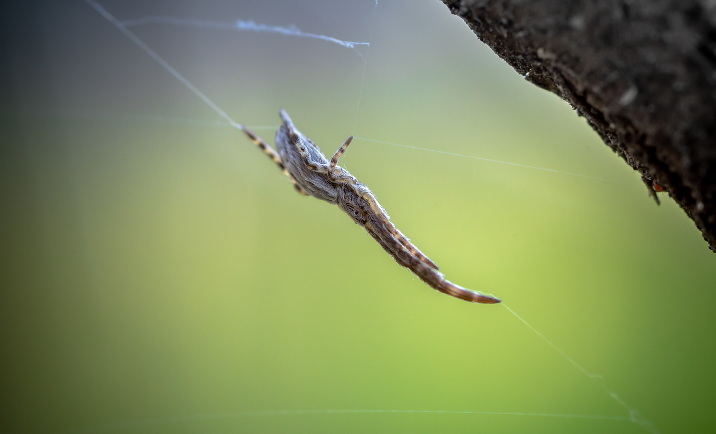 Паучок-игла...