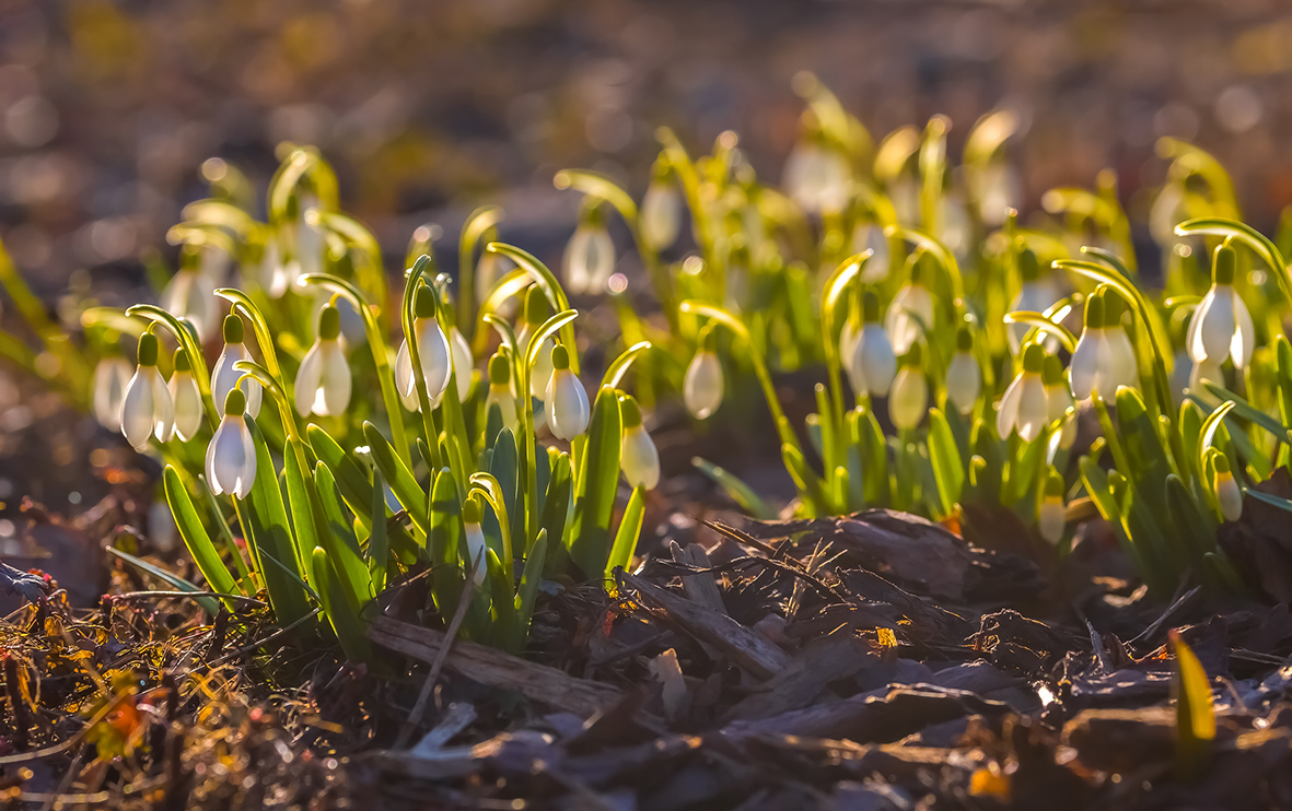 Подснежники в ботаническом саду