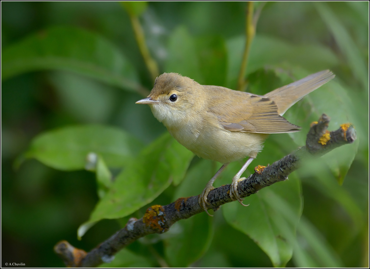 Тросниковая камышовка