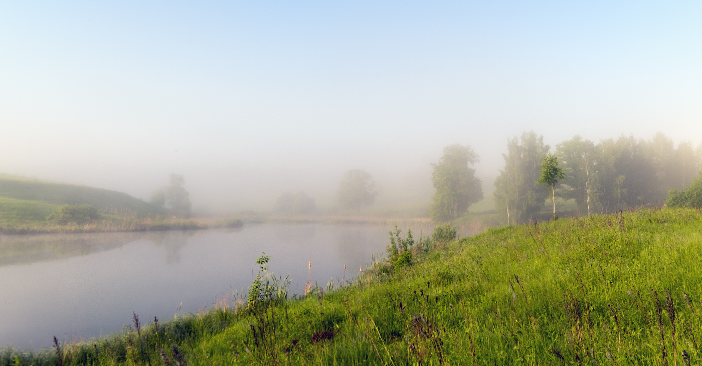 Соло молодой берёзки