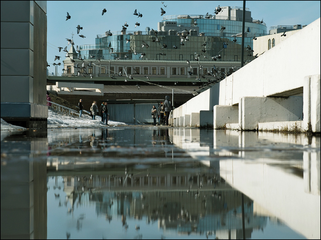 птичий базар