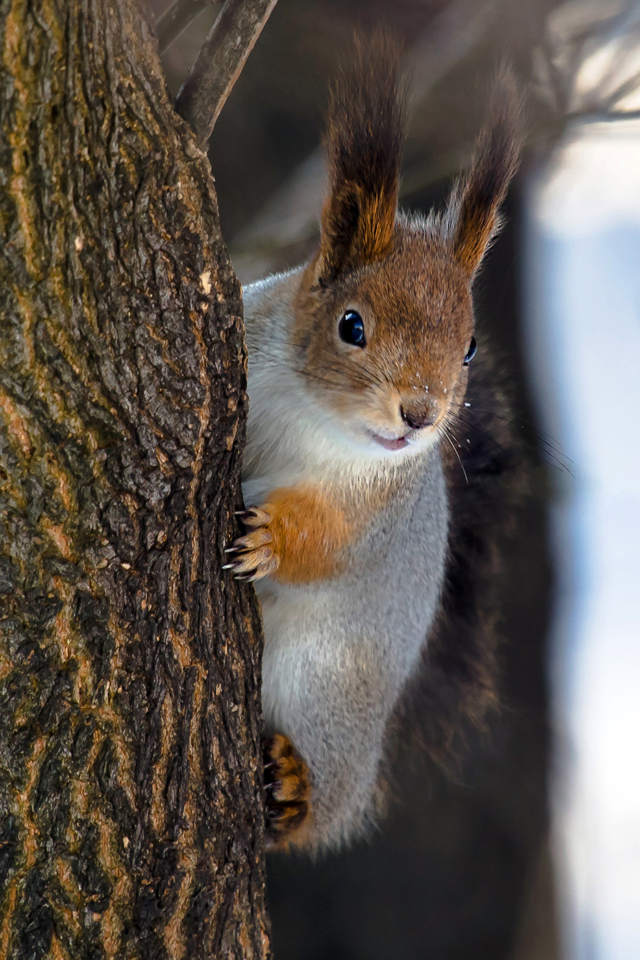Любопытство