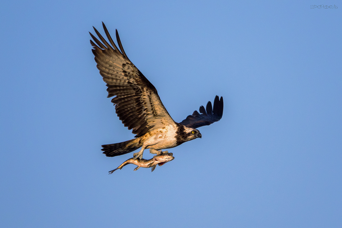 Случилось щуке перед смертью полетать