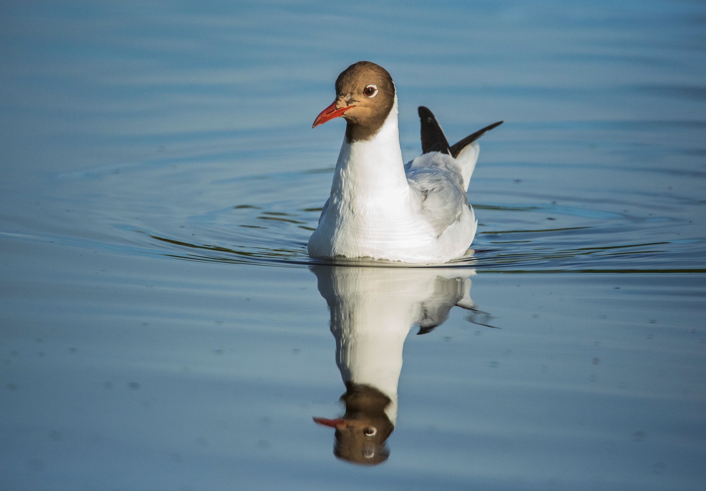 озерная чайка