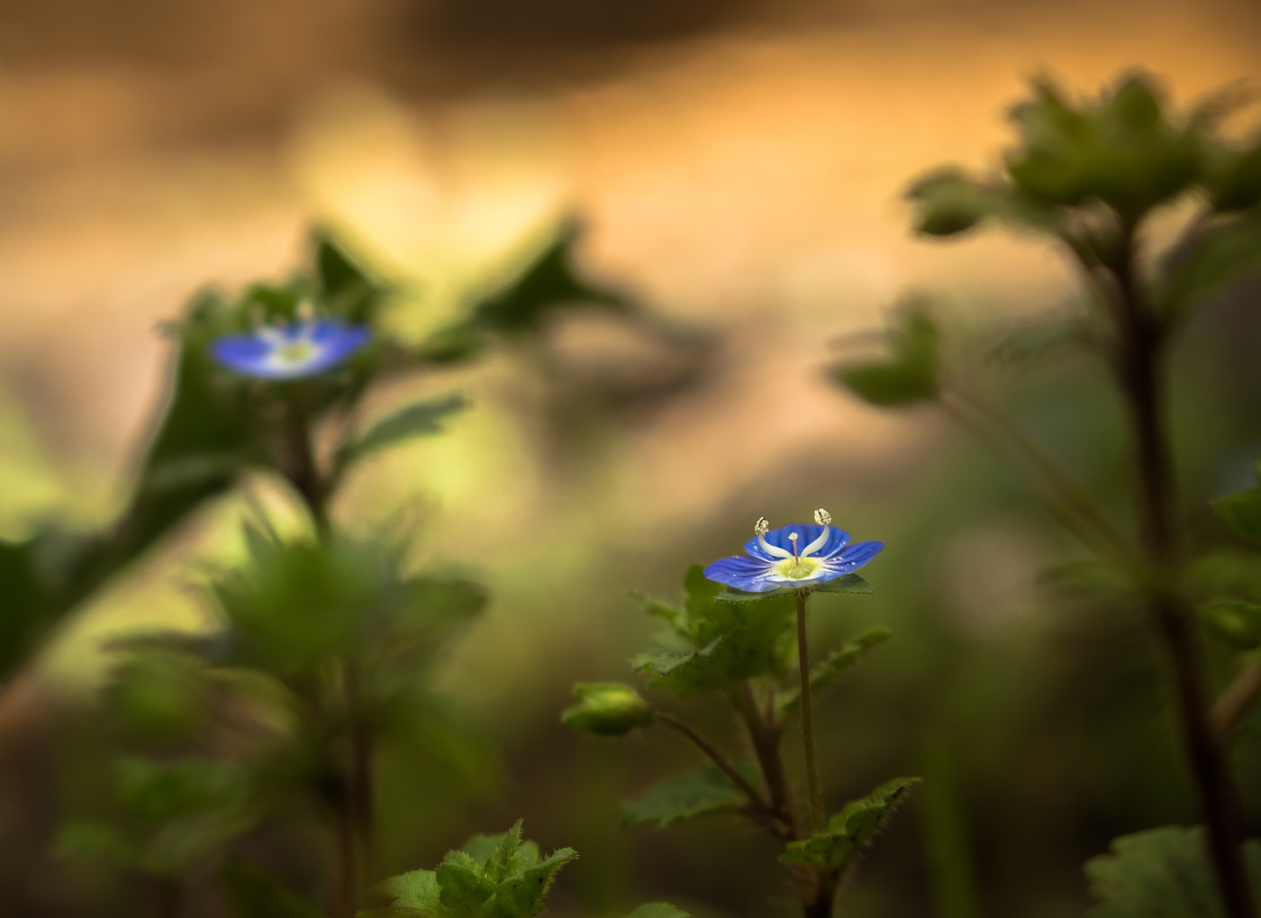 Весенний отблеск синего...