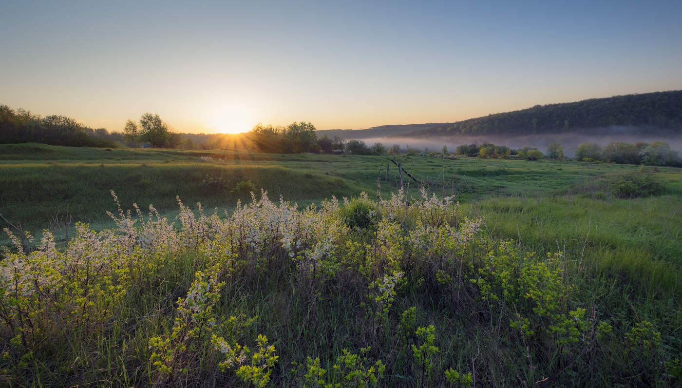 Цветёт терновник