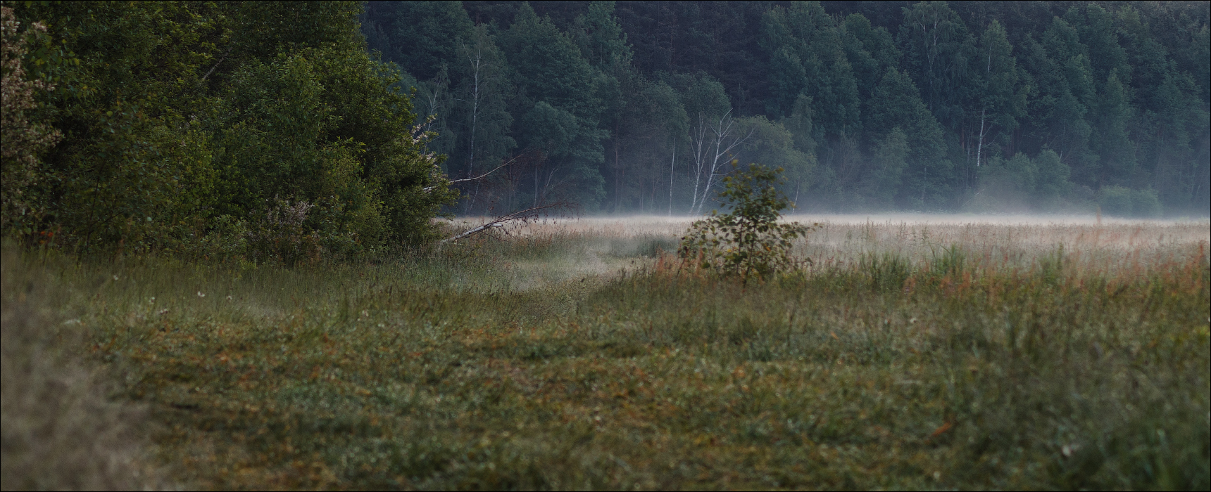 Лесная дымка