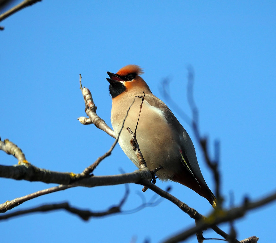 Свиристель