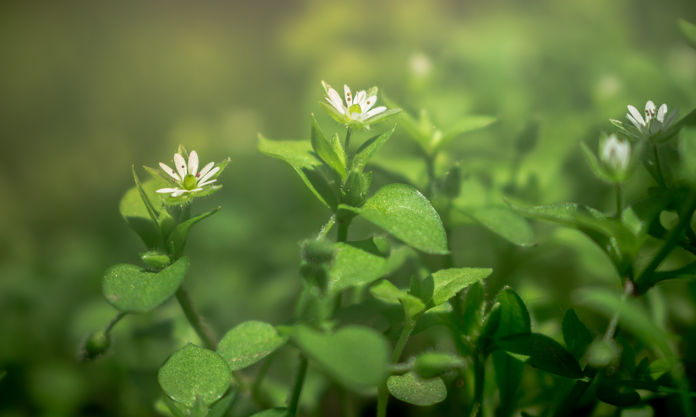 Белые весенние отблески...