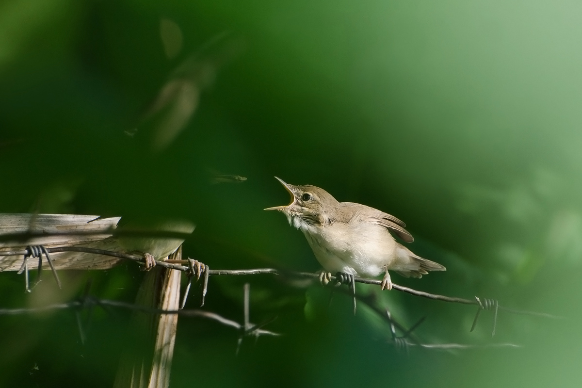 Попрошайка
