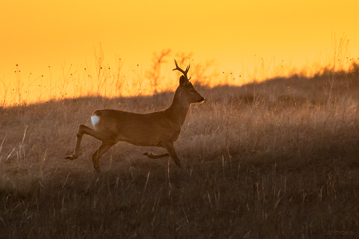 Когда солнце ушло за холмы