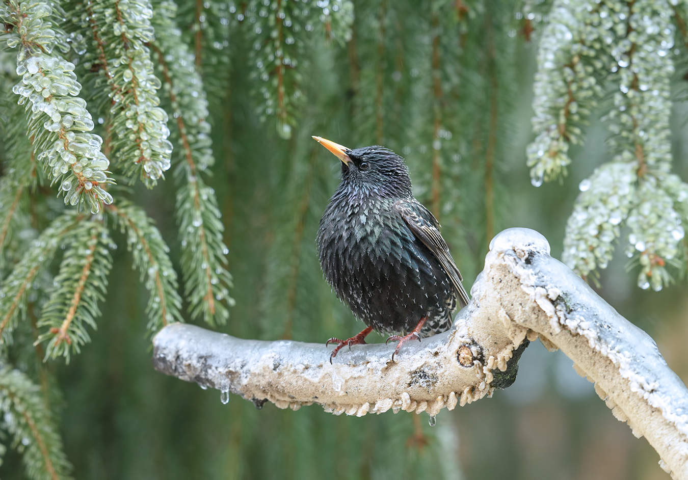 Freezing Rain ~ Ледяной дождь