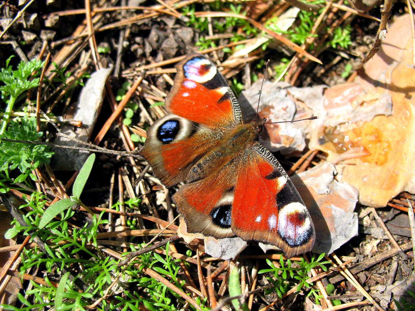 Апрельская бабочка