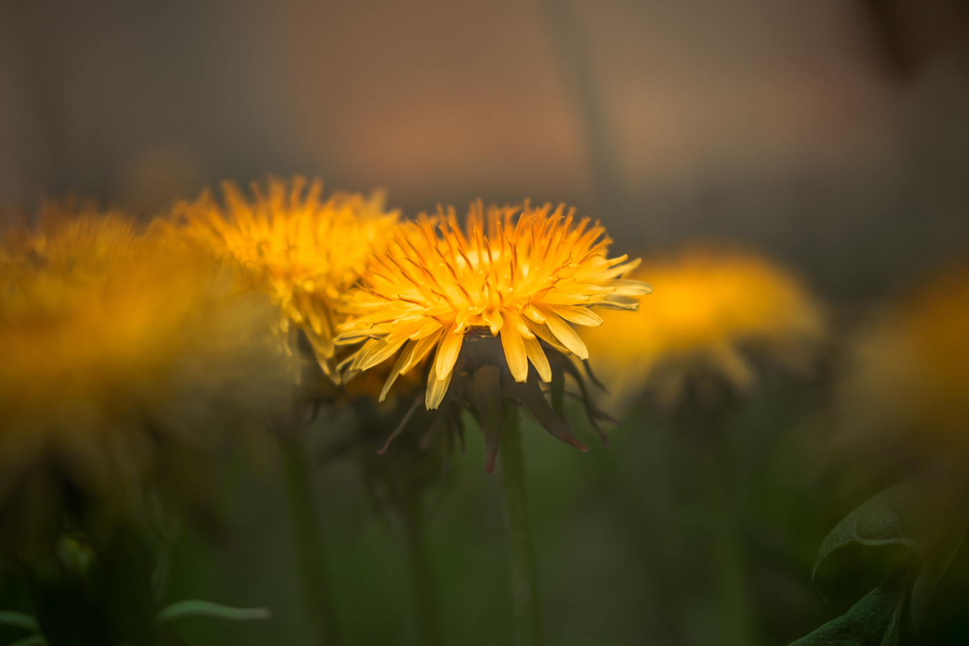 Золотые отблески весны...