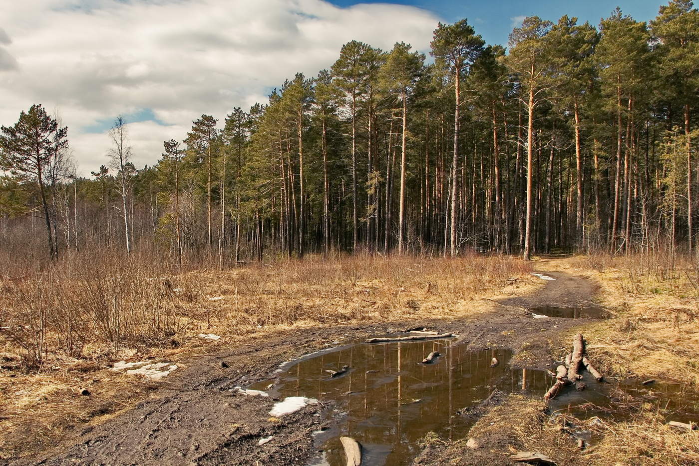 НА ЛЕСНОЙ ОПУШКЕ