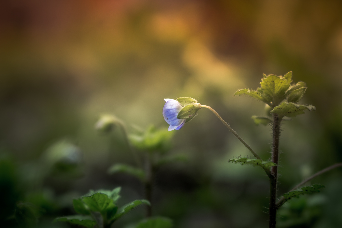 Весенний синий отблеск...