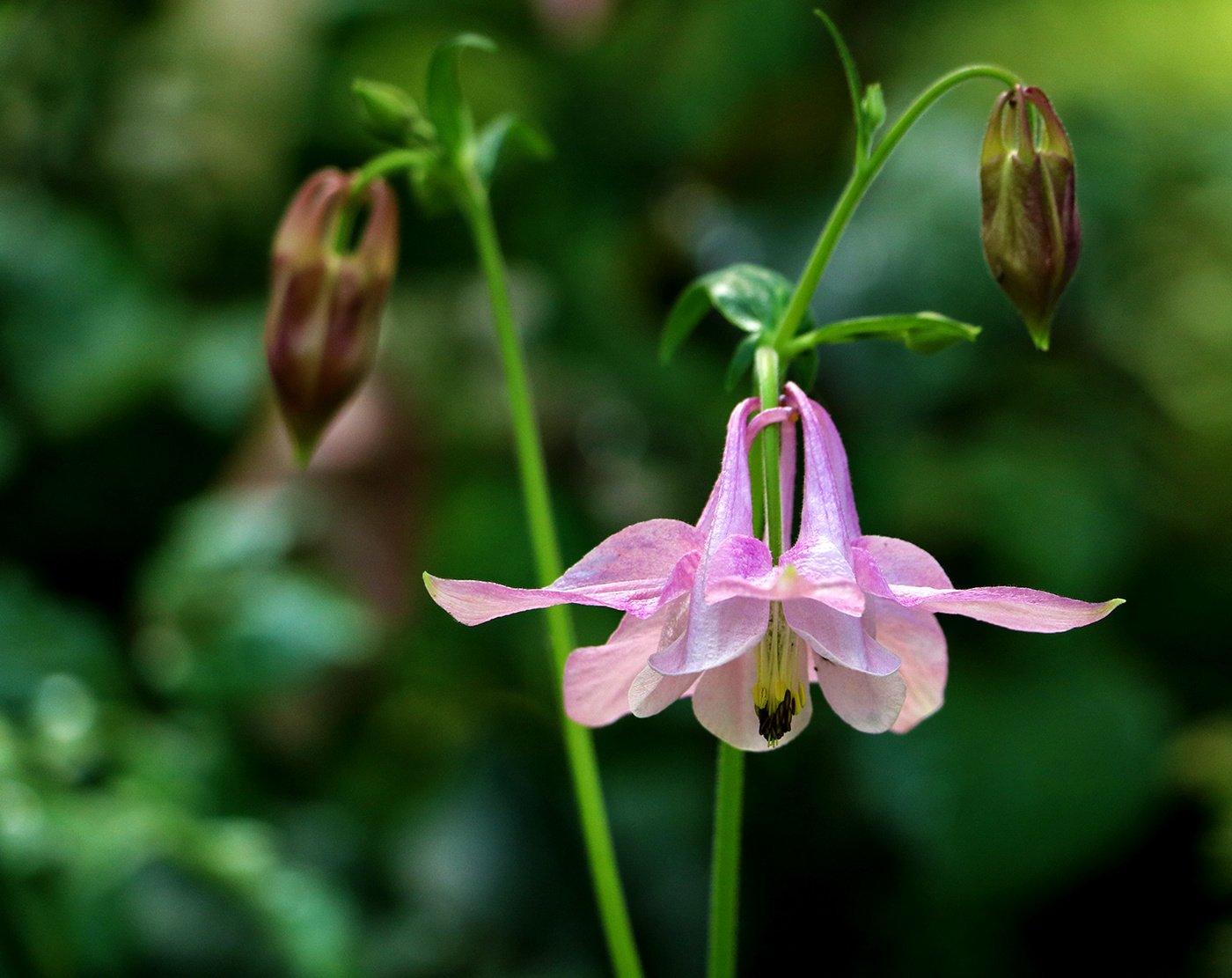 Балеринка-аквилегия