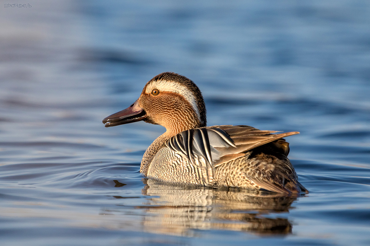 Чирок-трескунок