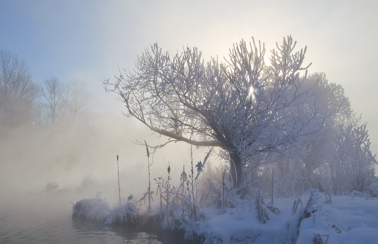 Белые ивы февраля