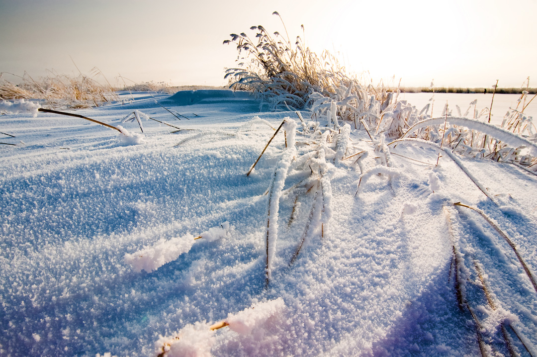 Снежные пауки