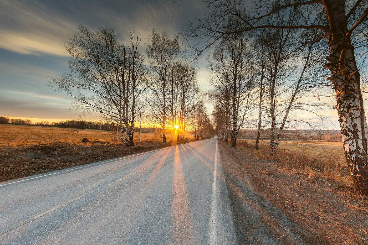 На берёзовой алее