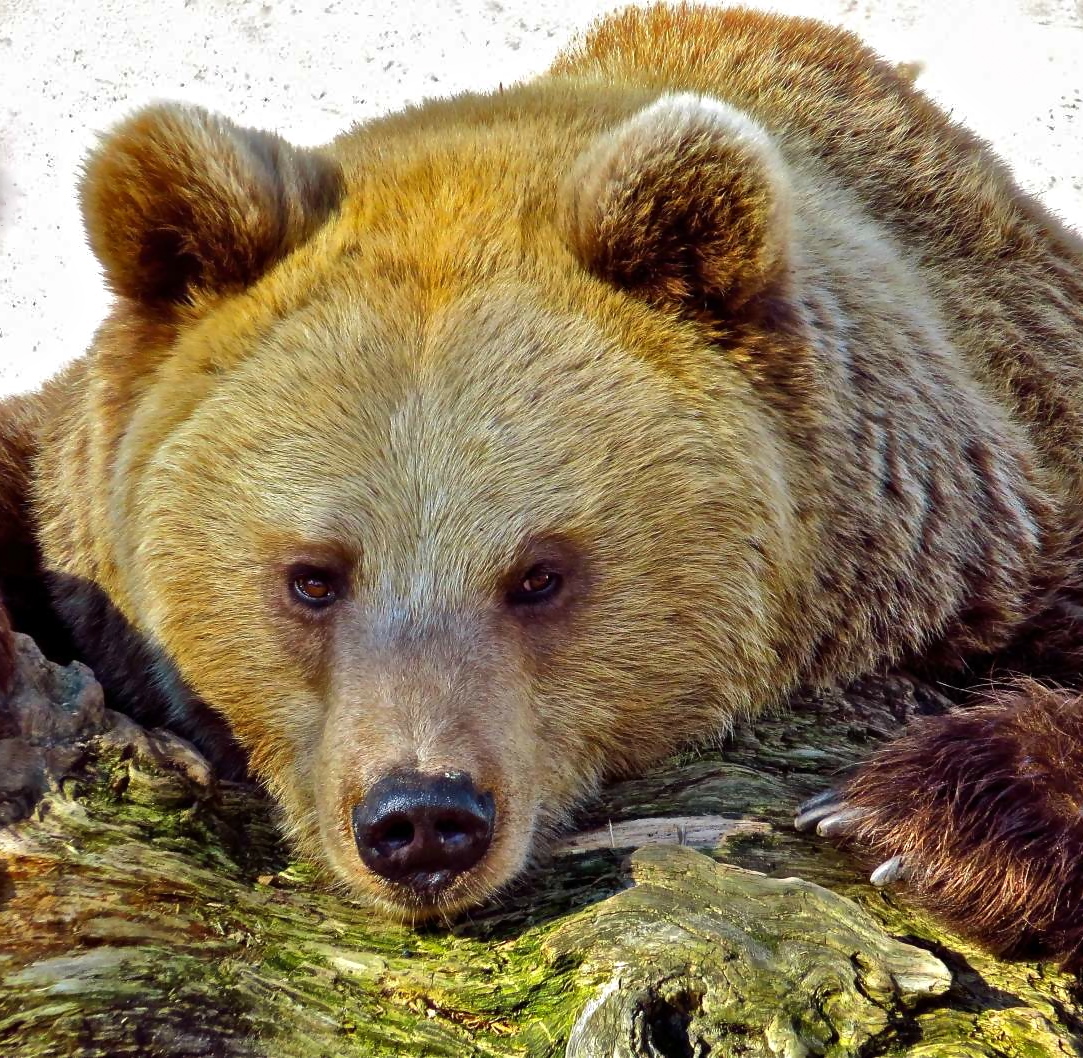 Высыпайся, и всё будет хорошо II