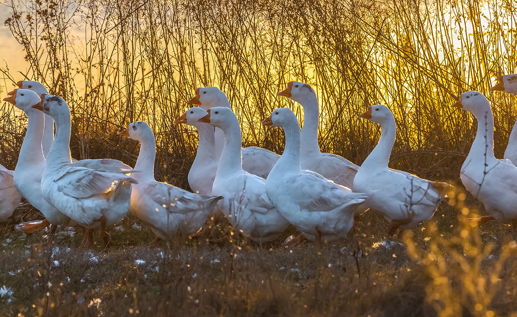 Белые гуси на золотом