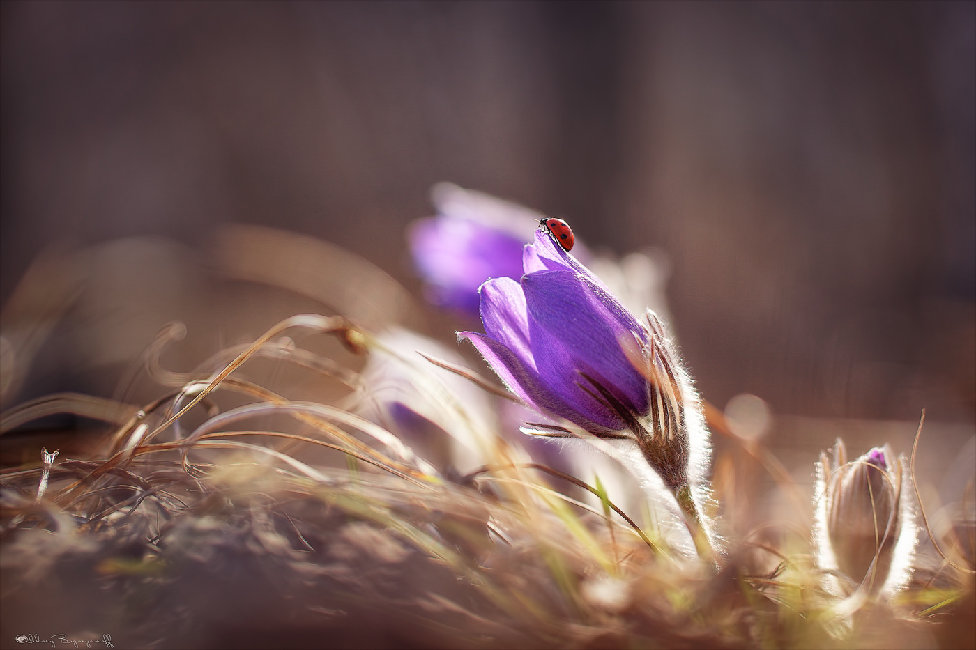 Увидеть весну.