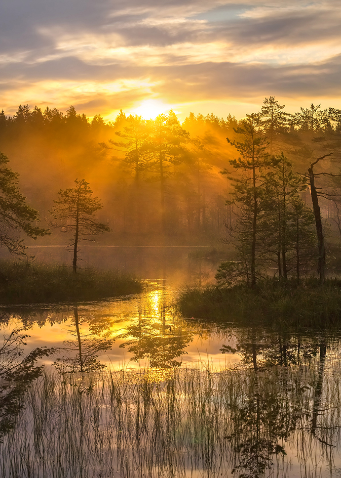 Туманные топи