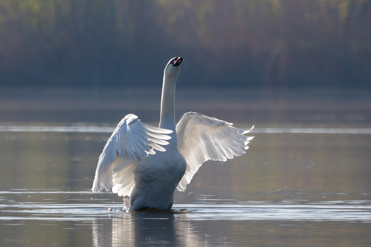 Мимолетное виденье