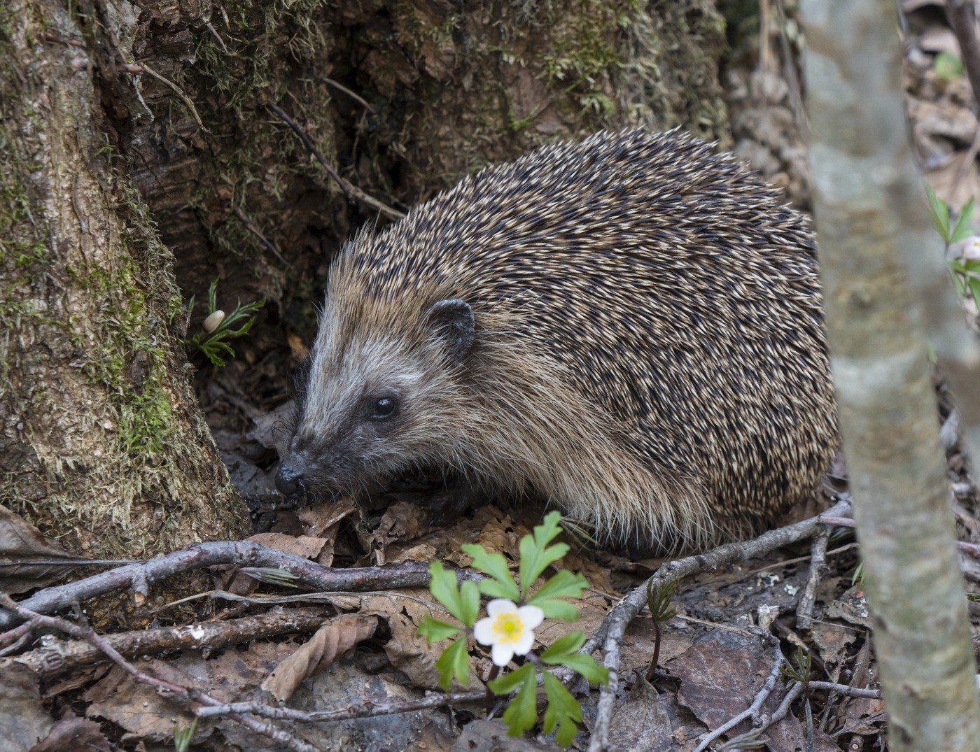 У цветочка.
