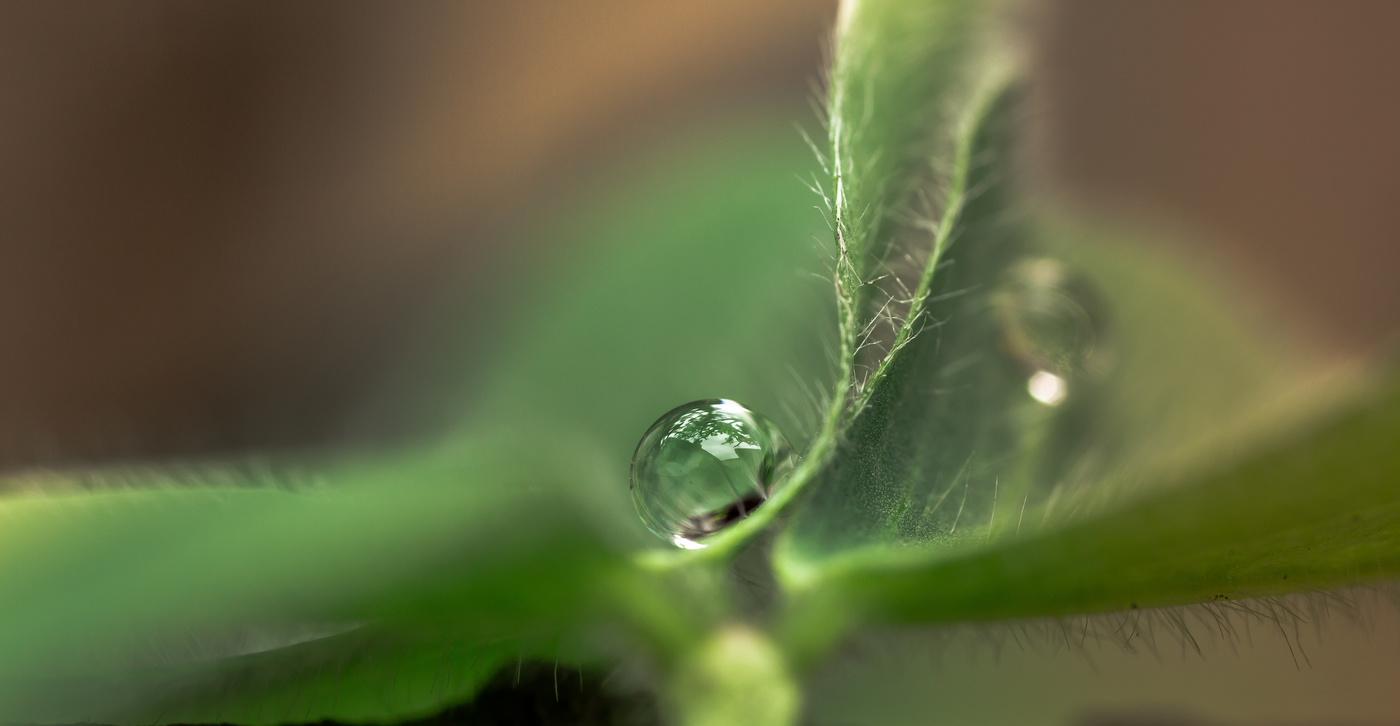 Весенняя капля росы...