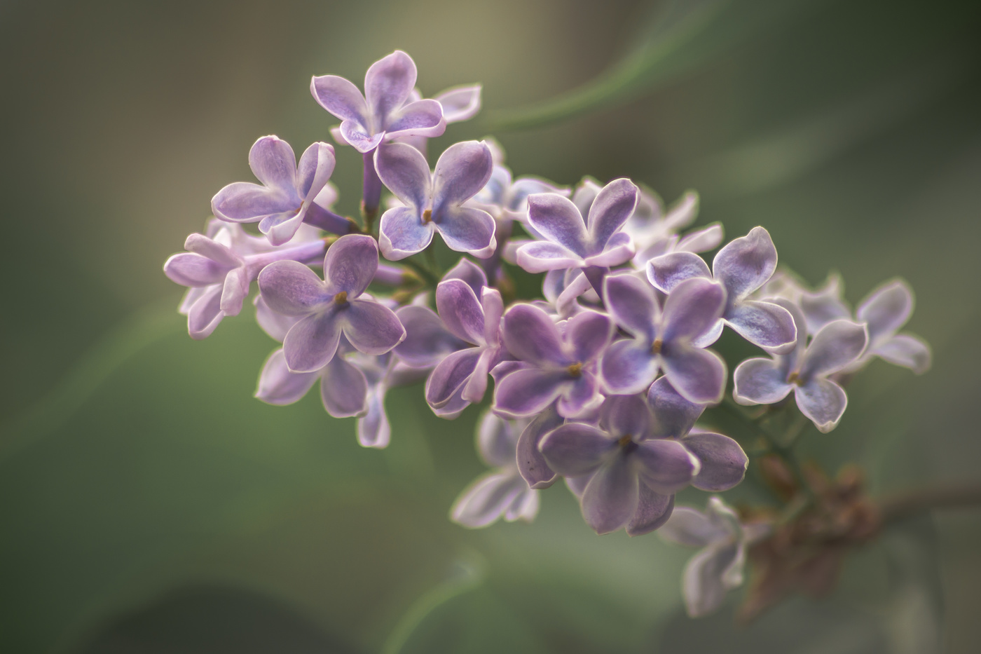 Весна, сирень...