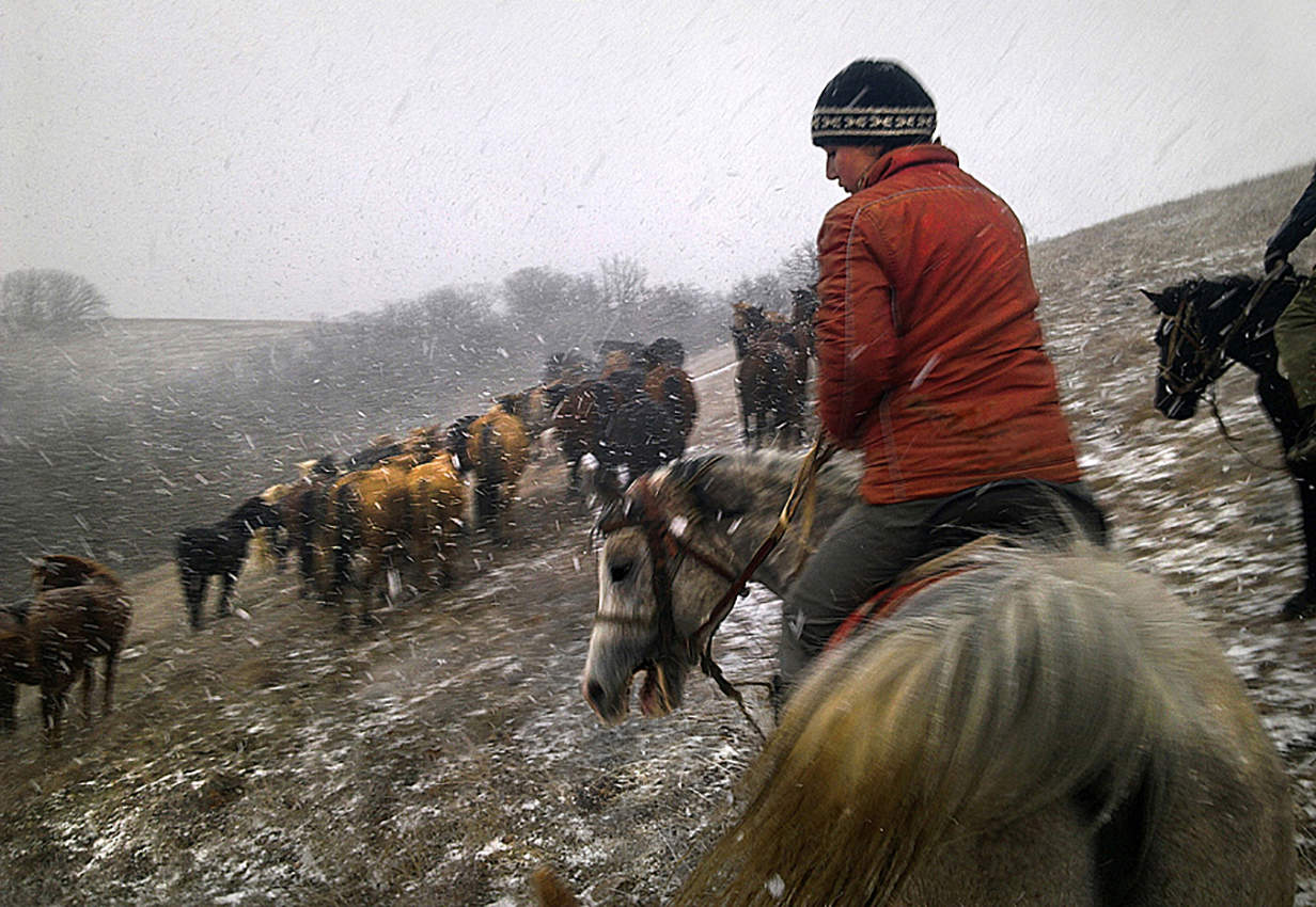 Упрямый Колосок.