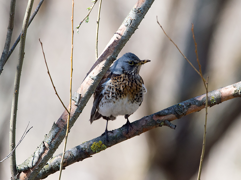 Дрозд-рябинник