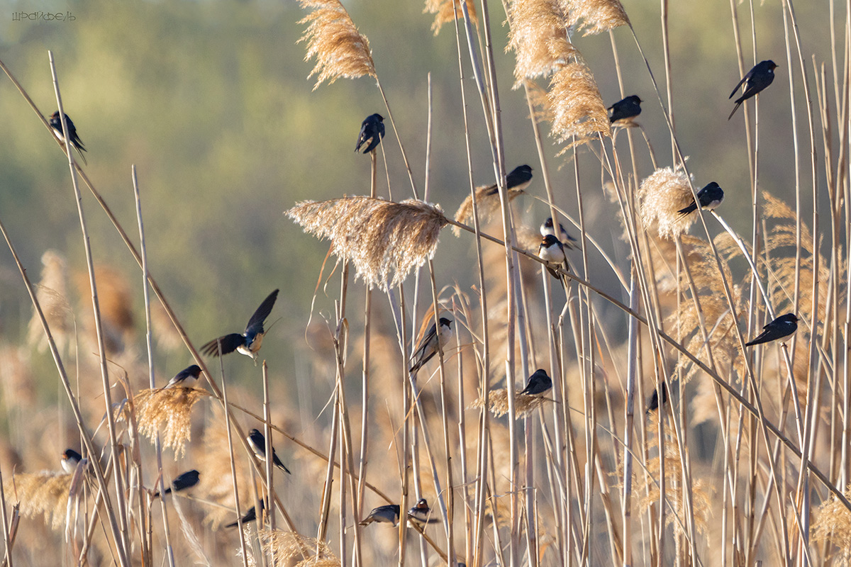 Партитура апрельского утра
