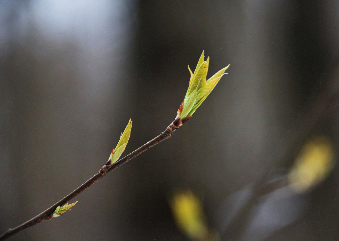Пробуждение ...