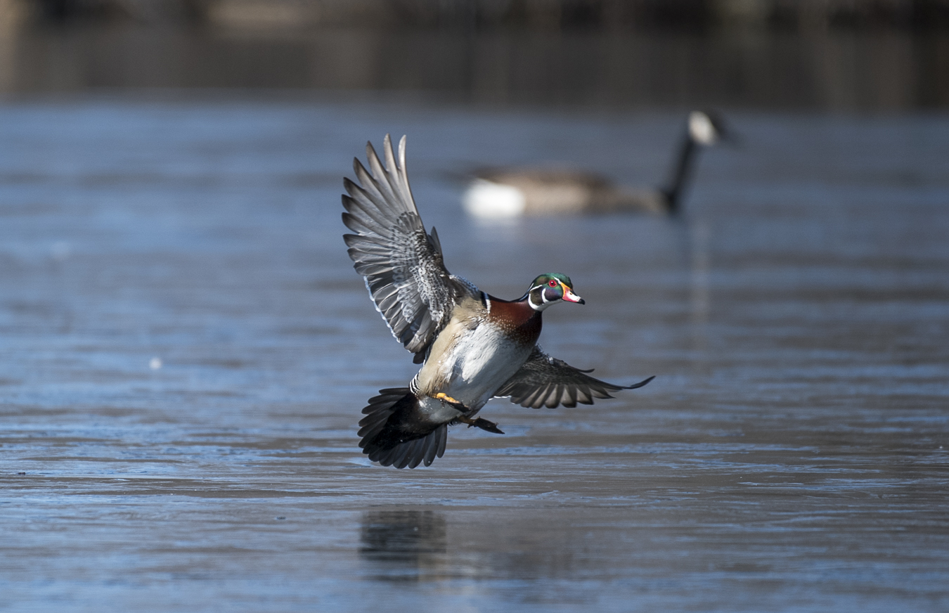 Wood duck (male)