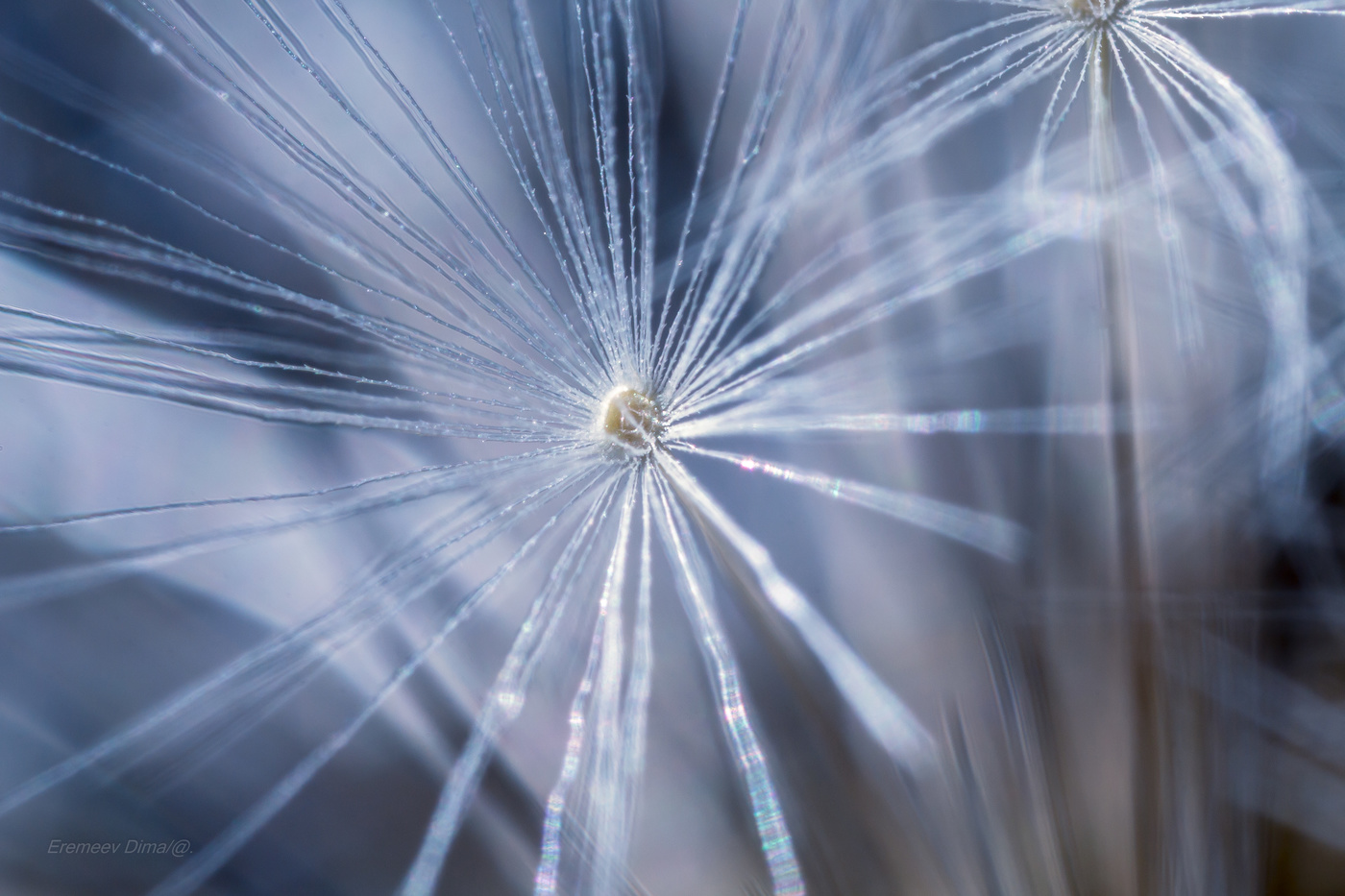 Структура парашюта одуванчика...