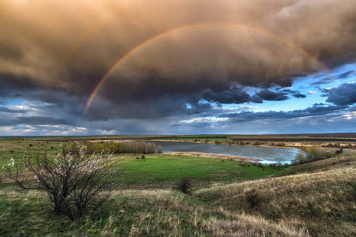 Когда цветет абрикос
