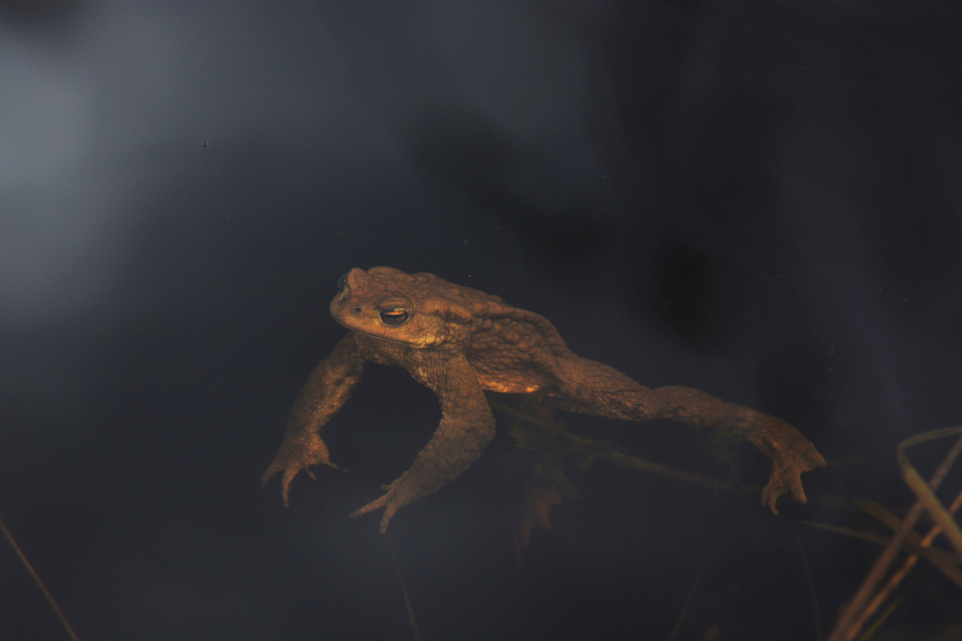 "Где же ты мой суженый ?.."