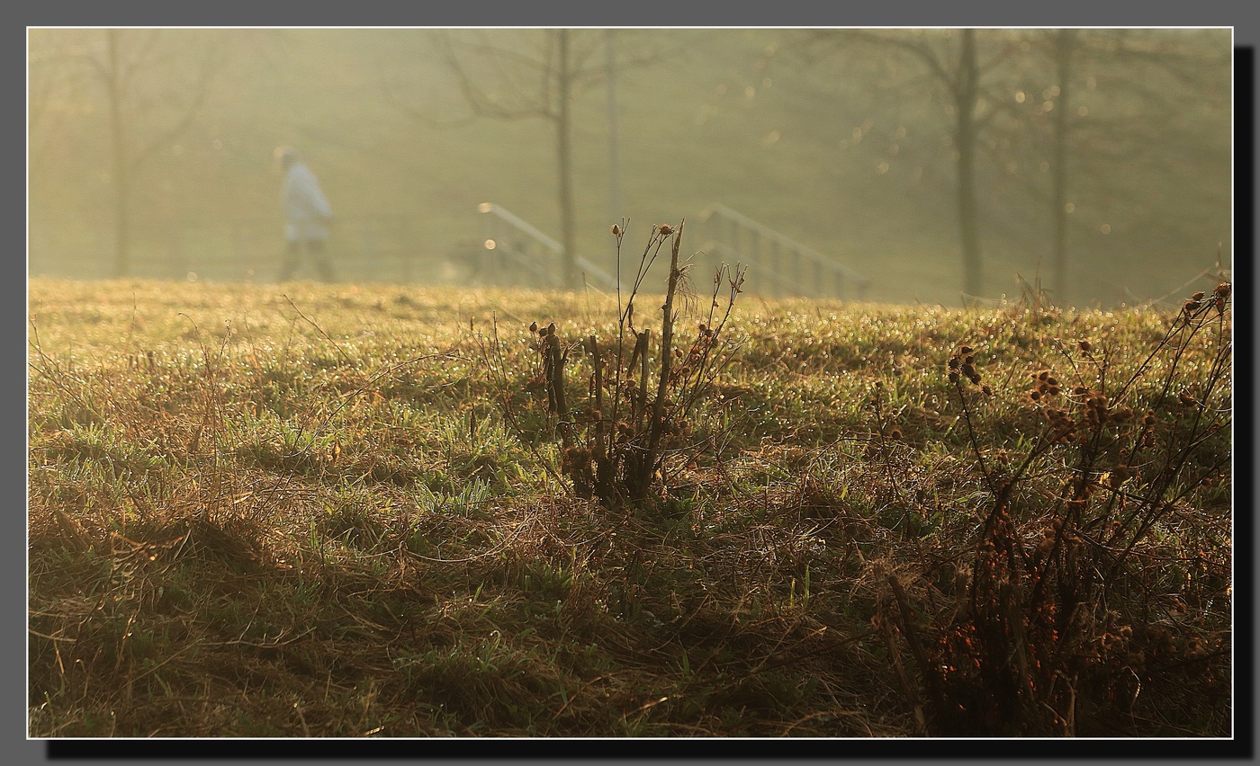 Утренняя роса