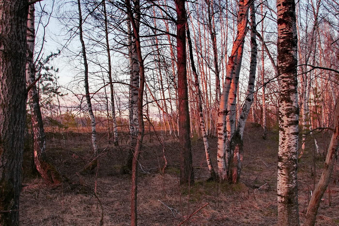 ОТБЛЕСКИ ЗАРИ