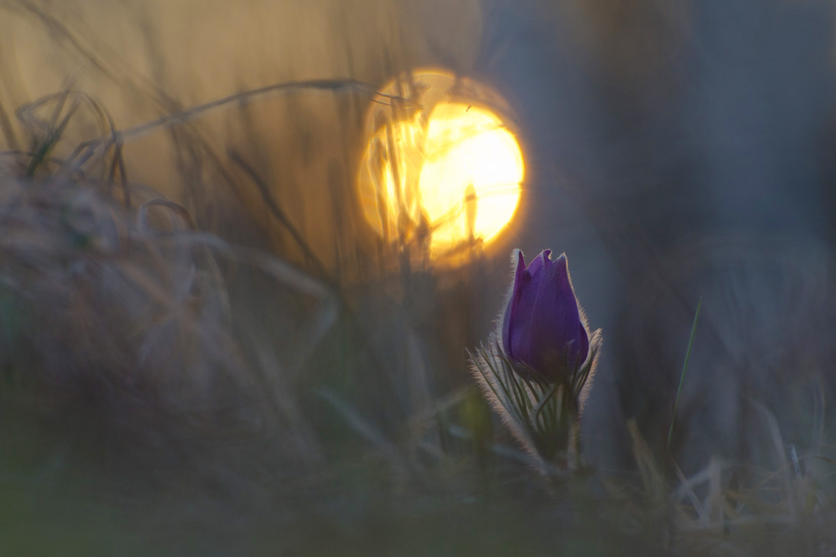 Такие сны так редки...