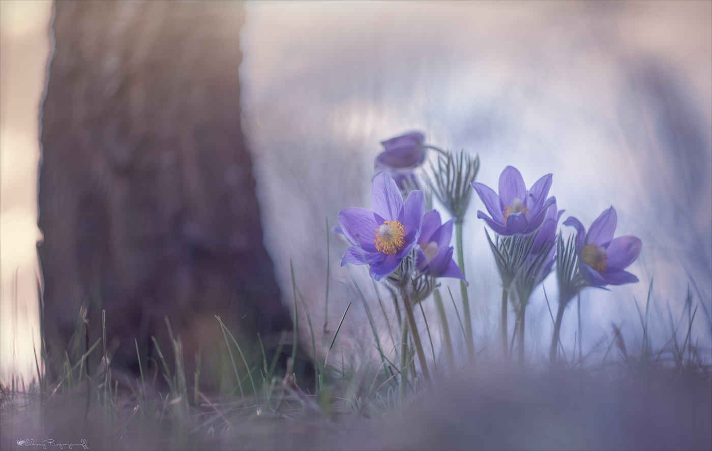 Сонная семейка.