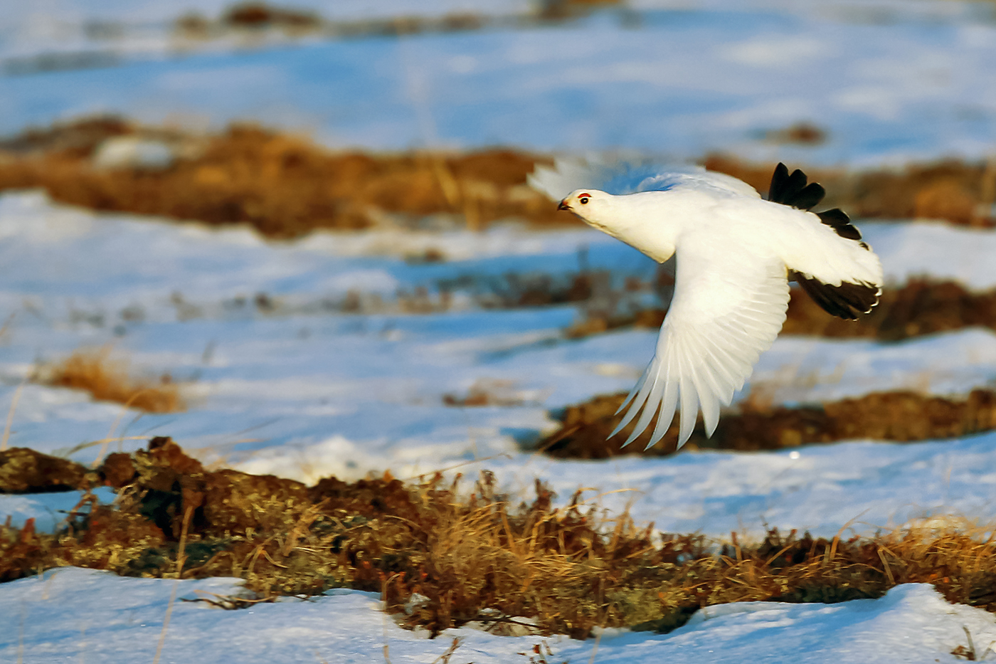Над весенней тундрой