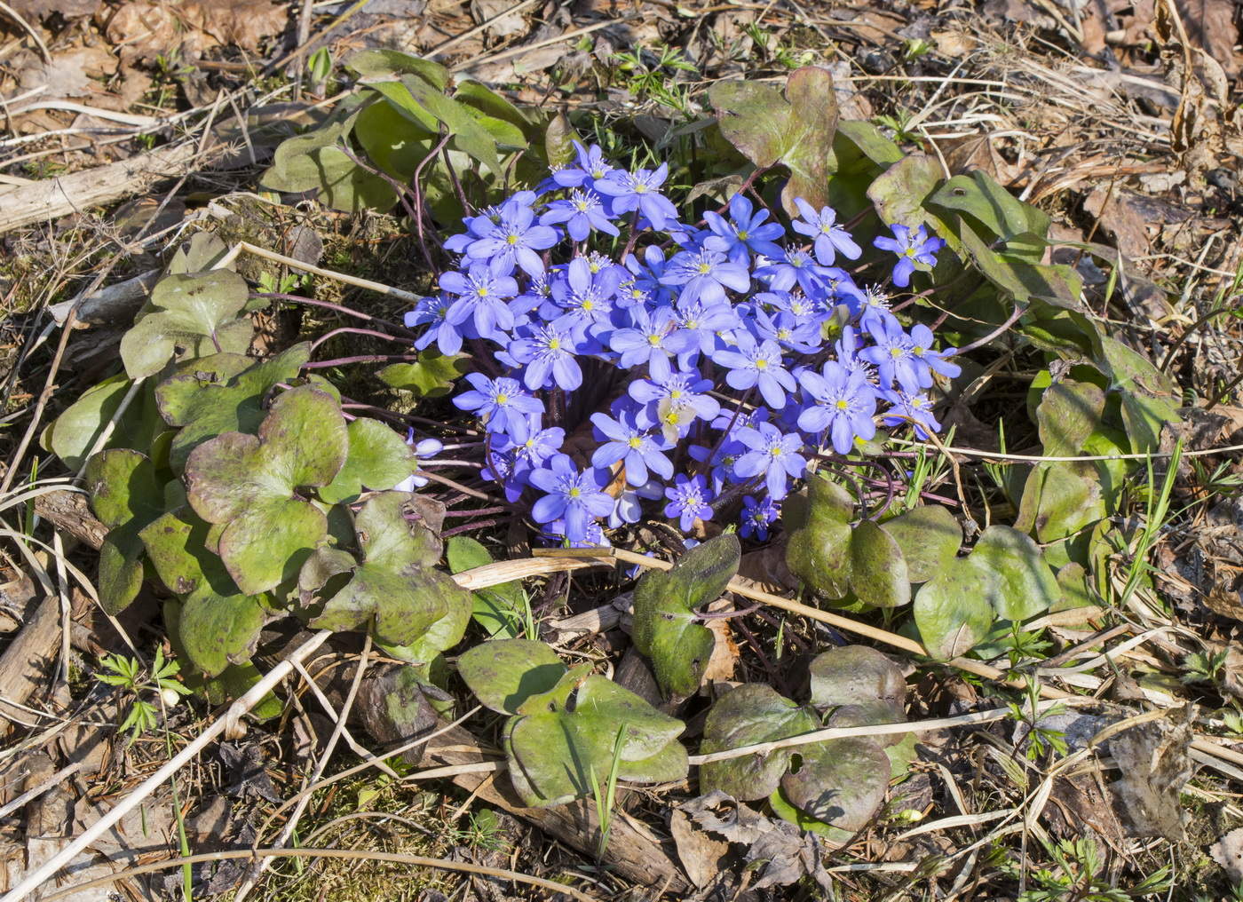 Лесная клумба.