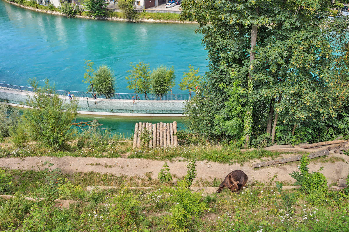 Гуляет по городу мишка